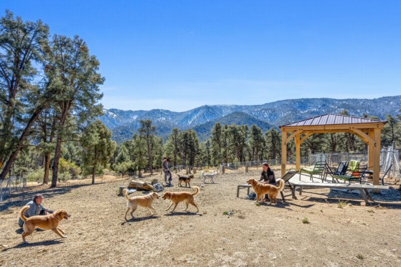 Dogs playing off-leash at Pine Mountain Club dog park with mountain views